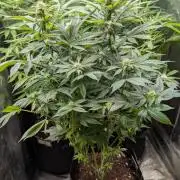Super Boof Weed Seed Shop