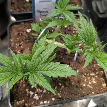 Papaya Zoap F1 Sweet Seeds