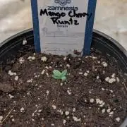 Mango Cherry Runtz