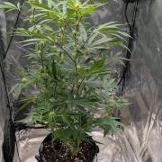The Gassy One Super Sativa Seed Club