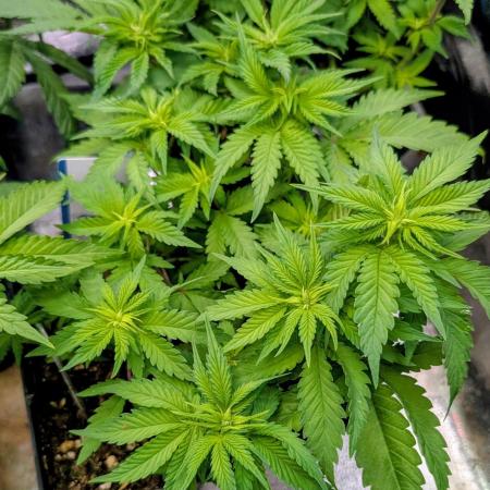 Orange Sherbet FF Fast Buds