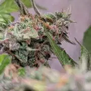 Hindu Kush Auto Sensi Seeds