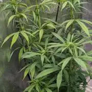 Strawberry Cola Sherbet F1 Sweet Seeds