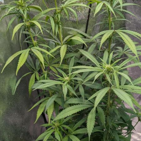 Strawberry Cola Sherbet F1 Sweet Seeds