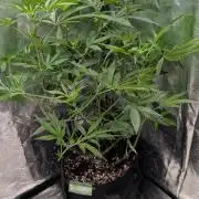 The Gassy One Super Sativa Seed Club