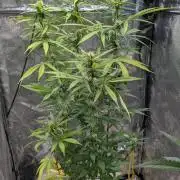 Strawberry Cola Sherbet F1 Sweet Seeds
