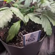 Banana Frost