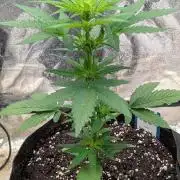 Auto Super Skunk - Sensible Seeds