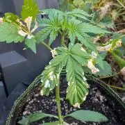 Toffee Pudding Auto Anesia Seeds