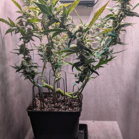 Hindu Kush Auto Sensi Seeds