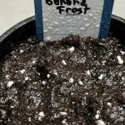 Banana Frost