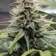 Glue Prom Walipini Seeds