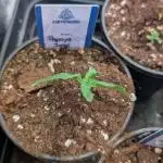 Papaya Zoap F1 Sweet Seeds