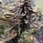 Tropicana Cookies FF Fast Buds