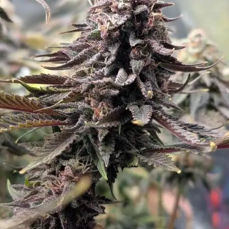 Tropicana Cookies FF Fast Buds