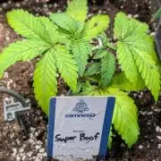 Super Boof Weed Seed Shop