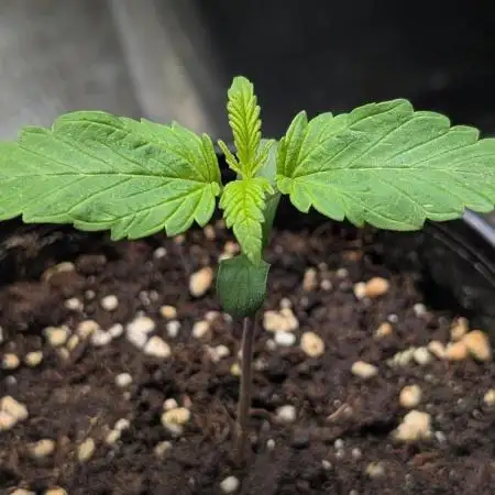 Skunk Auto Fast Buds Mini Grow