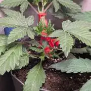 Sundae Frost