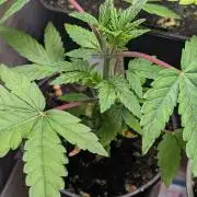 Glue Prom Walipini Seeds