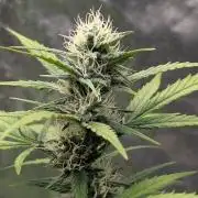 Crystal Candy XL Auto - Sweet Seeds