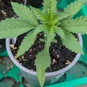 Diablo Rojo XL Auto - Sweet Seeds