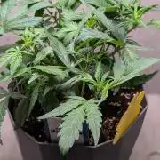 Mango Cherry Runtz