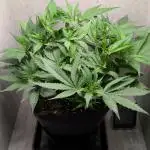 Skunk Auto Fast Buds Mini Grow