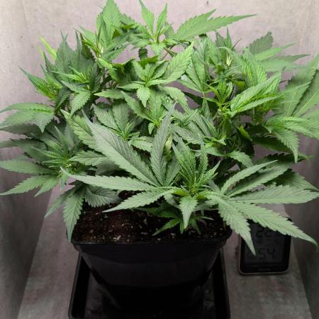 Skunk Auto Fast Buds Mini Grow