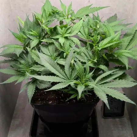Skunk Auto Fast Buds Mini Grow