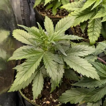 Sweet Mandarine Zkittlez Auto Sweet Seeds