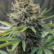 Glue Prom Walipini Seeds