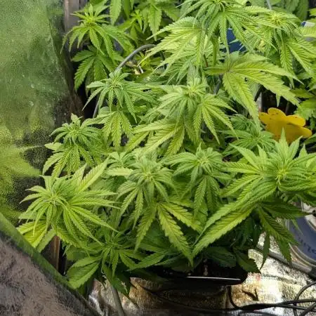 Papaya Zoap F1 Sweet Seeds