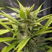 Strawberry Cola Sherbet F1 Sweet Seeds