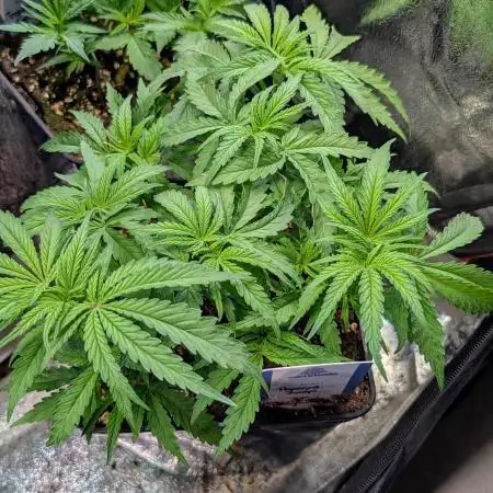 Papaya Zoap F1 Sweet Seeds