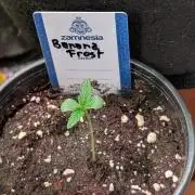 Banana Frost