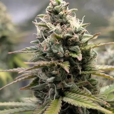 Mental Rainbow F1 Sweet Seeds
