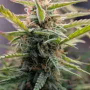 Permanent Jealousy XL Auto Sweet Seeds