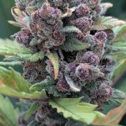 Purple Lemonade Auto Fast Buds Outdoor