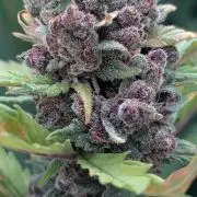 Purple Lemonade Auto Fast Buds Outdoor