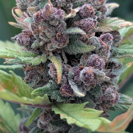 Purple Lemonade Auto Fast Buds Outdoor
