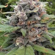 Purple Lemonade Auto Fast Buds Outdoor