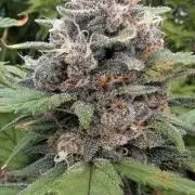 Purple Lemonade Auto Fast Buds Outdoor