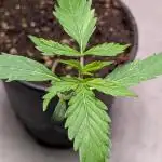 Hindu Kush Auto Sensi Seeds