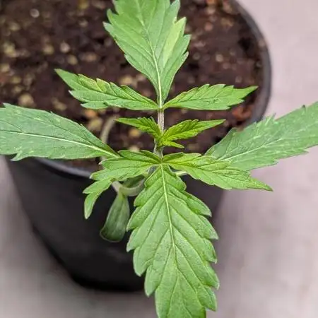 Hindu Kush Auto Sensi Seeds