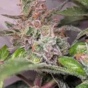 Hindu Kush Auto Sensi Seeds