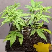 Hindu Kush Auto Sensi Seeds