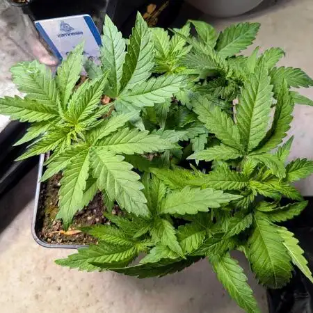 Orange Sherbet FF Fast Buds