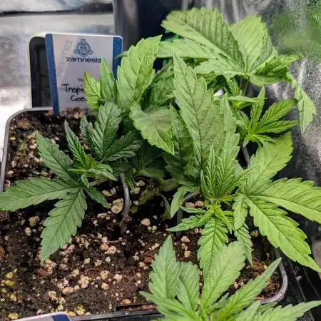 Tropicana Cookies FF Fast Buds