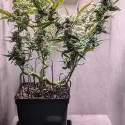 Hindu Kush Auto Sensi Seeds