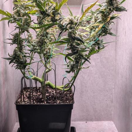 Hindu Kush Auto Sensi Seeds